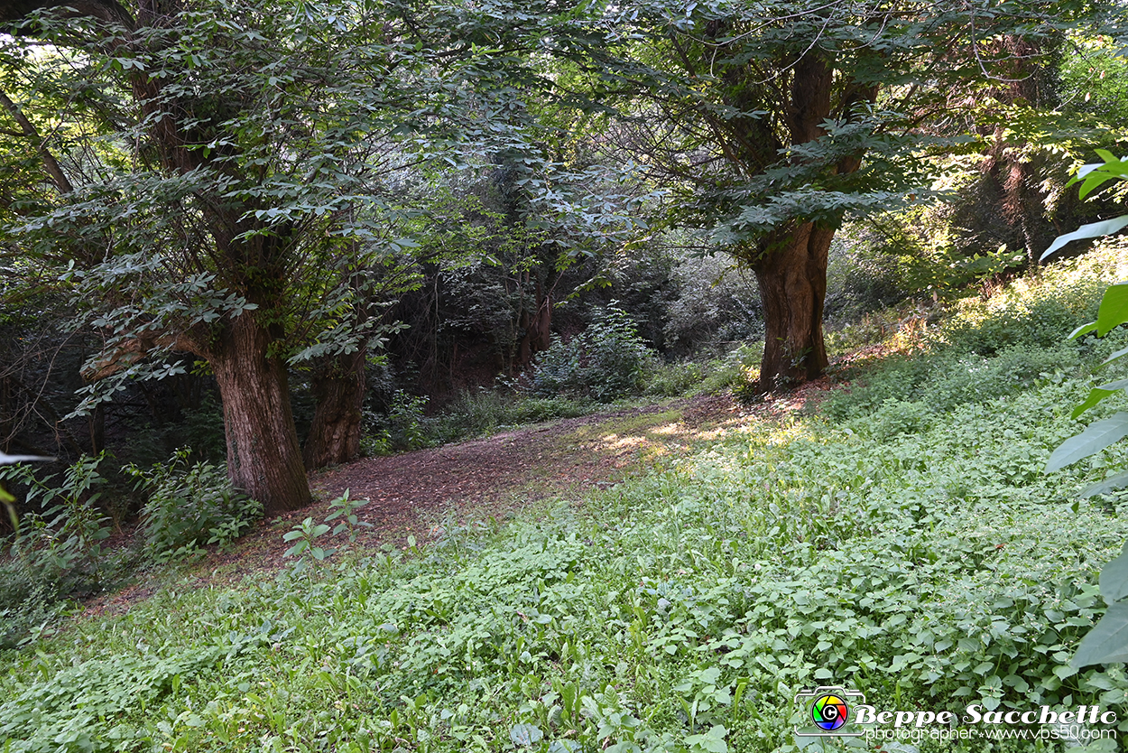 VBS_4860 - Il bosco fatato - Montaldo Roero.jpg
